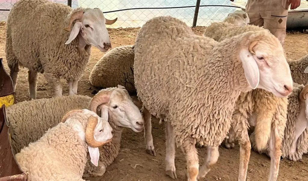 Pas d’importation de moutons pour l’Aïd El-Adha - Réveil d'algérie