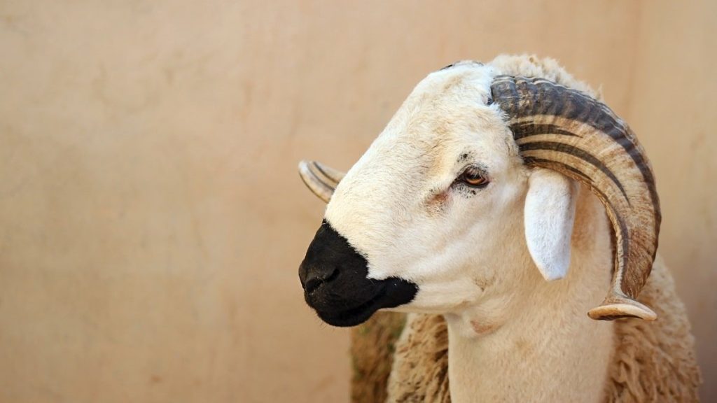 Aïd Al-Adha : la date officielle annoncée officiellement - Réveil d'algérie
