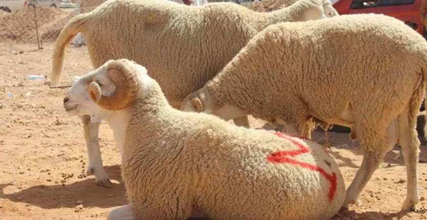 Le mouton, sa laine et sa peau - Réveil d'algérie